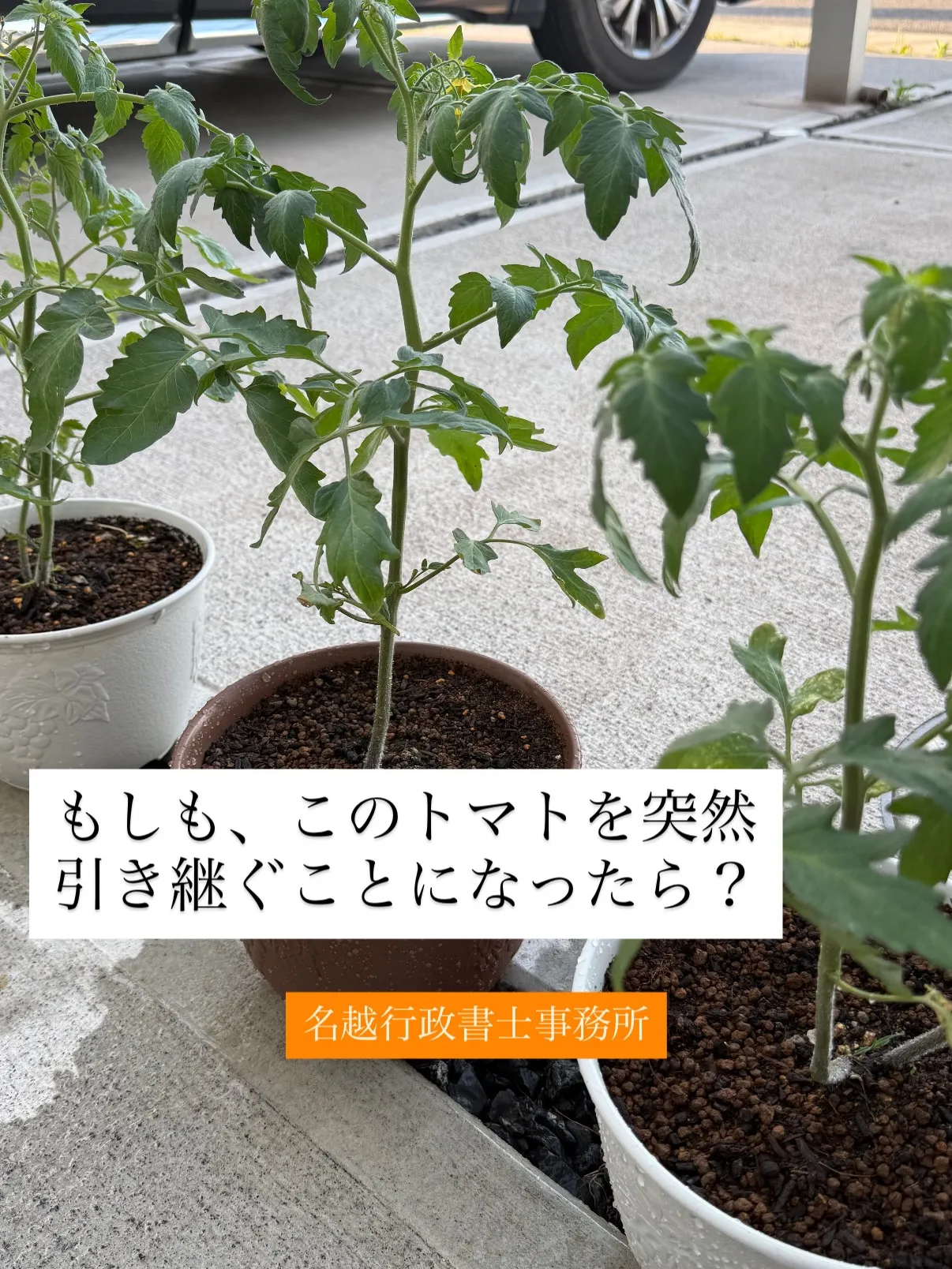 難波先生のトマトの苗をこれからも大切に育てながら、目の前のク...