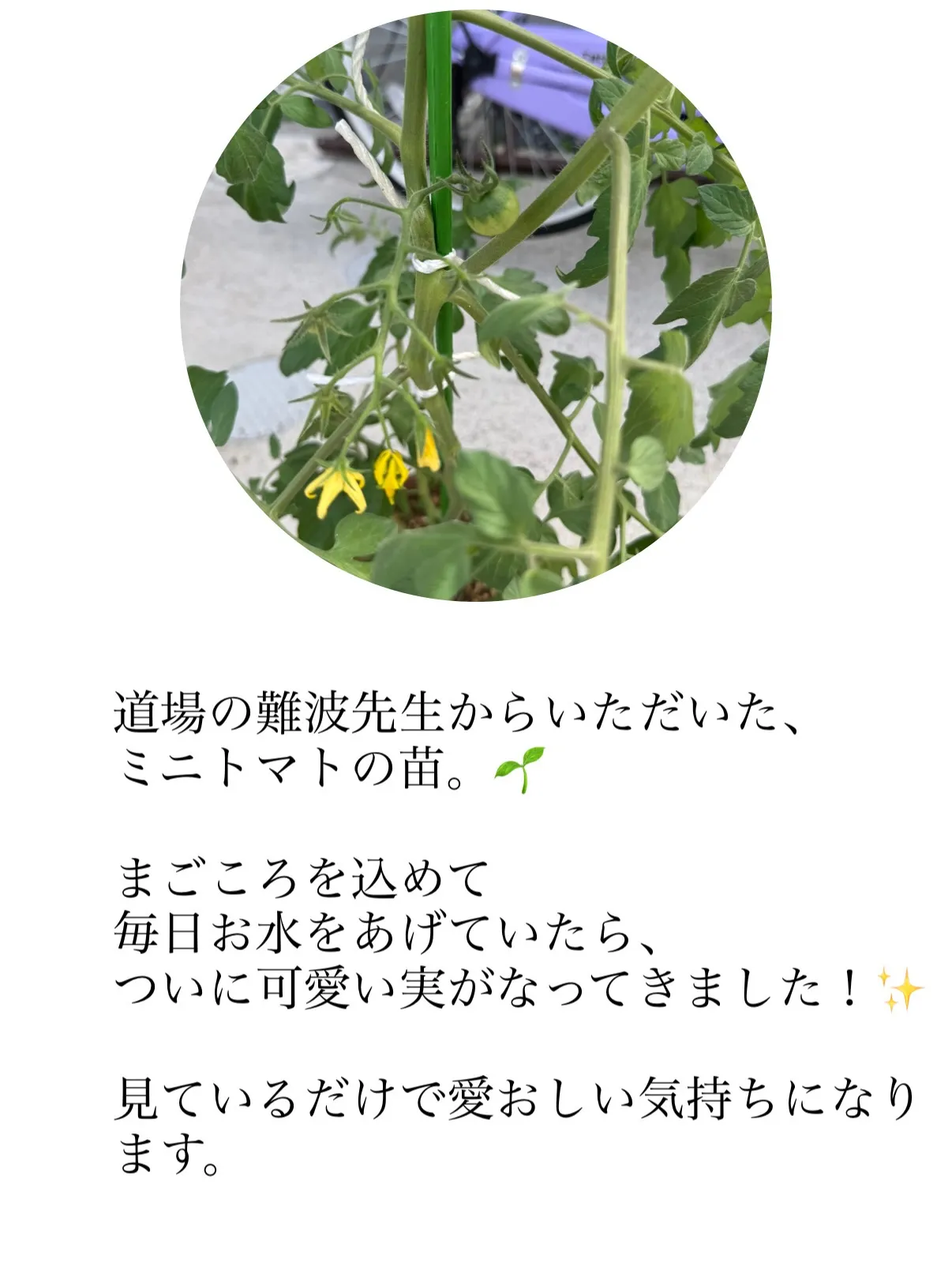 難波先生のトマトの苗をこれからも大切に育てながら、目の前のク...